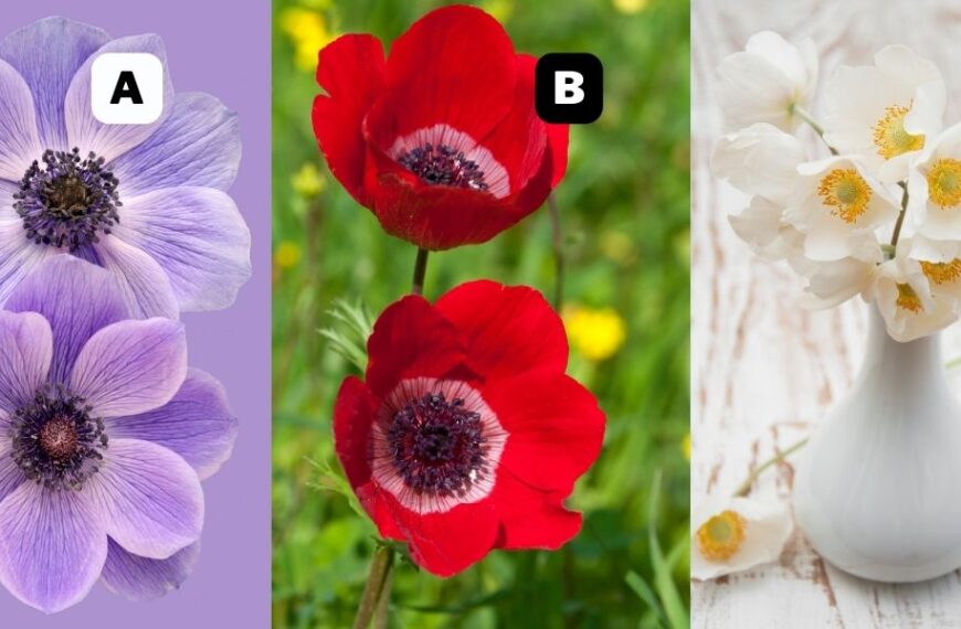 Personlighetstest: Vilken anemon dras du till? Ditt val kan avslöja om du är benägen att bli svartsjuk!